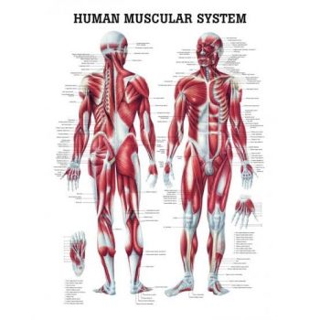 人体腿部肌肉解剖模型