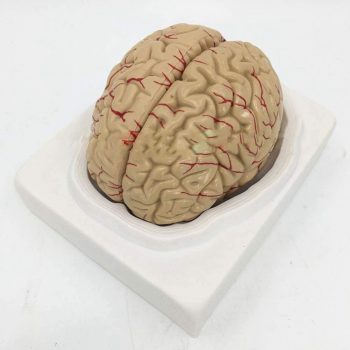 大脑模型生命大小