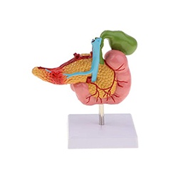 胰腺、十二指肠、胆囊病理模型