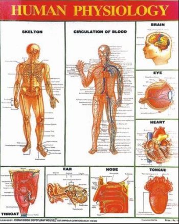 人体生理图表