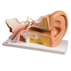 耳朵定制型号