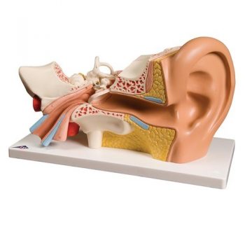 耳朵定制模型