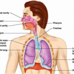 放大肺泡的人体呼吸系统