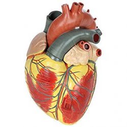 心脏和胸腺