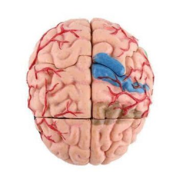 大脑解剖3D模型7部分