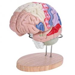 人脑模型2部分