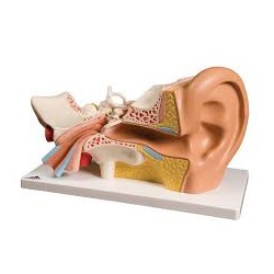 人耳模型4部分