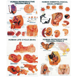 Human Reproduction Charts