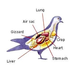 鸽子解剖模型