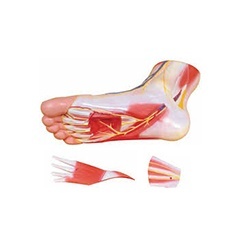 足部区域解剖