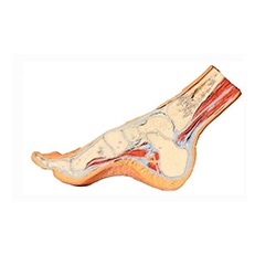 足部模型剖面图