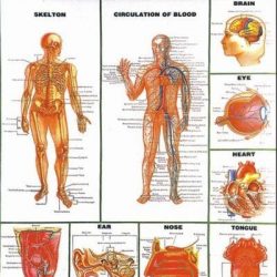 Special Human Physiology Charts