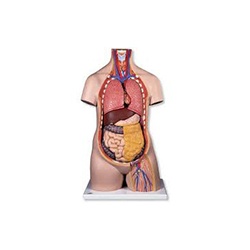 胃及相关器官模型
